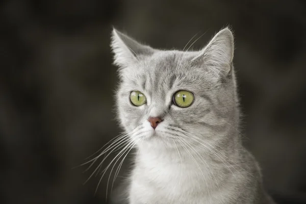 Gray striped cat — Stock Photo, Image