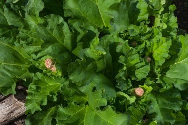 yeşil ravent çiçeklenme