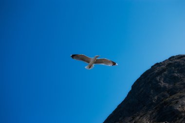 gökyüzü arka plan üzerinde martı