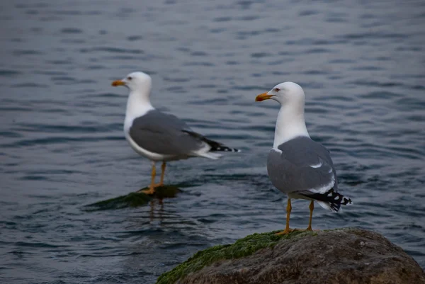 海の背景にカモメ — ストック写真