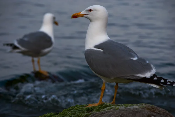 Gaviota sobre fondo marino —  Fotos de Stock