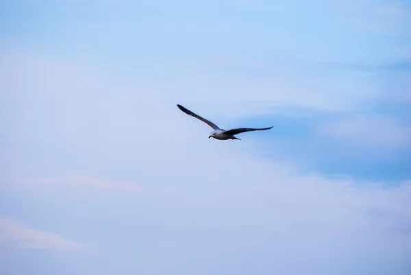 Чайка на фоні неба — стокове фото