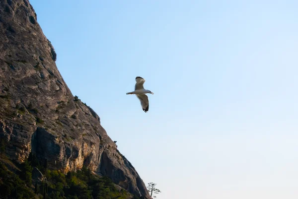 Racek na pozadí oblohy — Stock fotografie