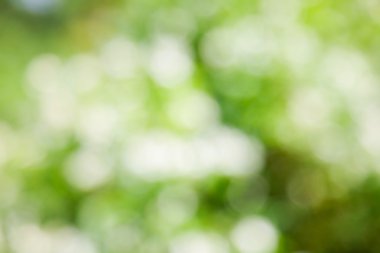 Doğa arka plan, bokeh