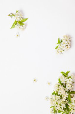 güzel kiraz çiçekleri