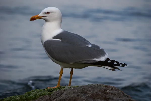Seagull on sea background — Stock Photo, Image
