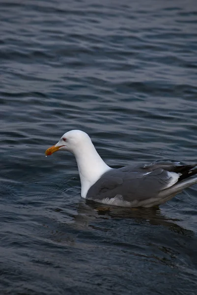 Gabbiano sullo sfondo del mare — Foto Stock