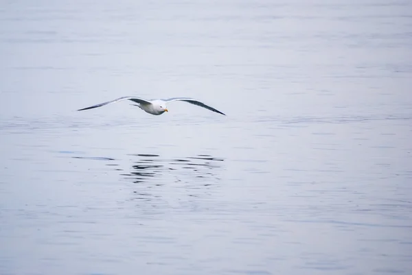 Seagull on sea background — Stock Photo, Image