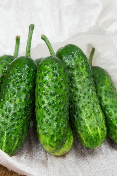 Hermosos pepinos verdes — Foto de Stock