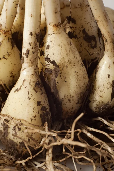 Dirty garlic in the ground — Stock Photo, Image