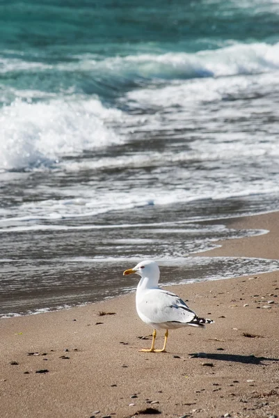 Gaivota no mar — Fotografia de Stock