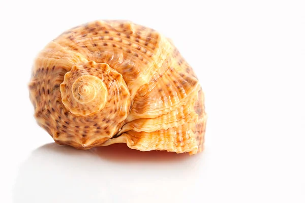 Barna tengeri kagyló — Stock Fotó
