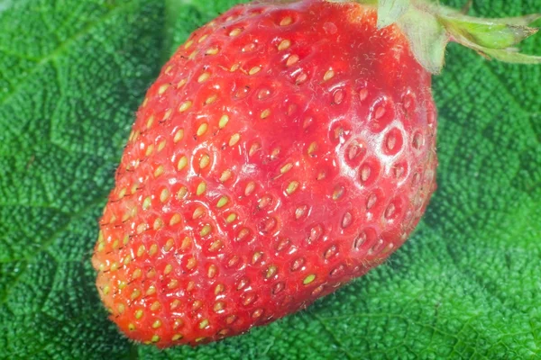 Schöne reife Erdbeeren — Stockfoto