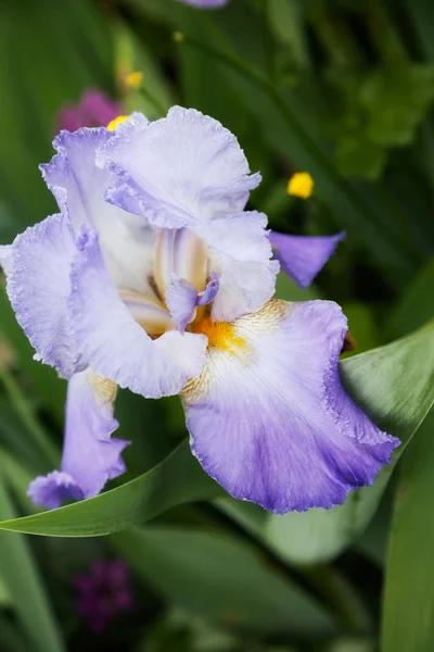 Mooie bloem iris — Stockfoto