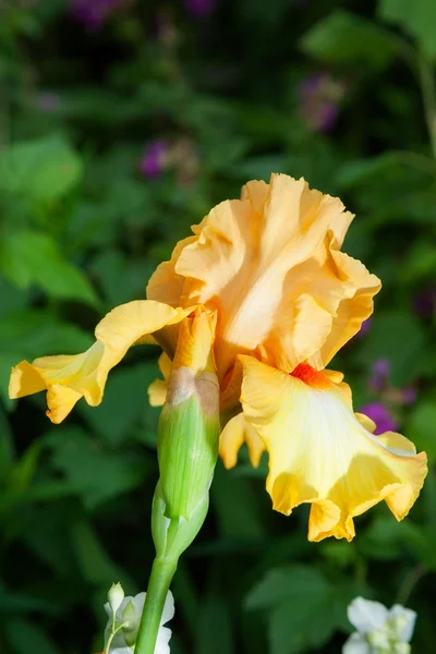 Bela flor Iris — Fotografia de Stock