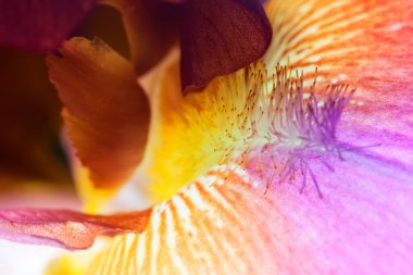 güzel Iris çiçeği