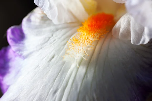 Bellissimo fiore di iris — Foto Stock