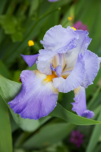 Piękny kwiat irys — Zdjęcie stockowe