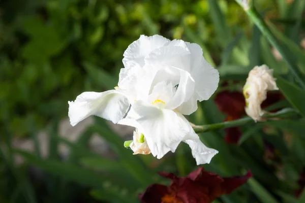 Vacker blomma iris — Stockfoto