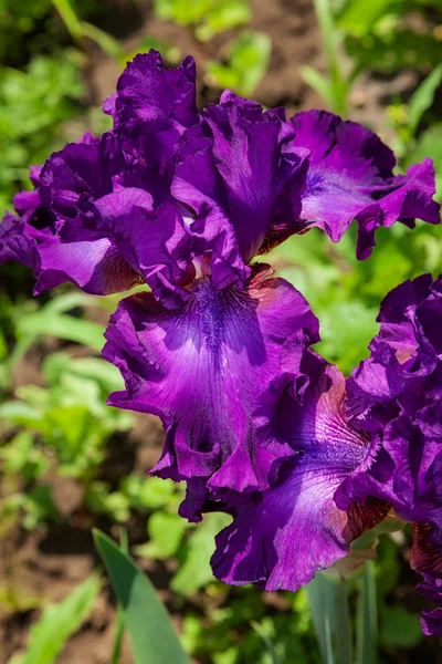 Beautiful flower iris — Stock Photo, Image