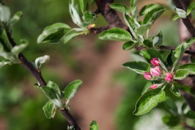 Bahar çiçek çiçek