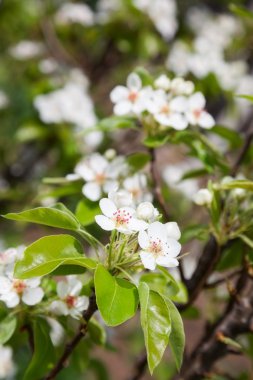 Bahar çiçek çiçek