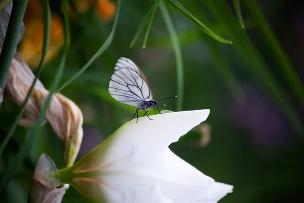 Vlinder op een bloem — Stockfoto