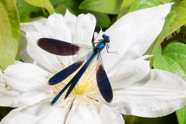 Libelle auf einer Blume — Stockfoto