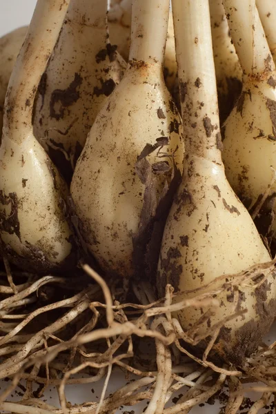 Garlic garlic in ground — Stock Photo, Image