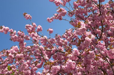 Şu yeni gelişen ağaç