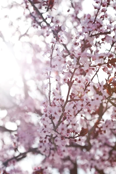 Fiori di ciliegio primaverili — Foto Stock