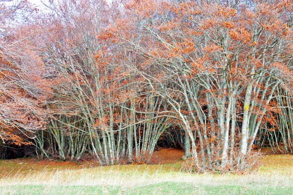 Luminoso Paesaggio Naturale Dorato Autunno Pomeriggio Autunnale Monte San Vicino — Foto Stock