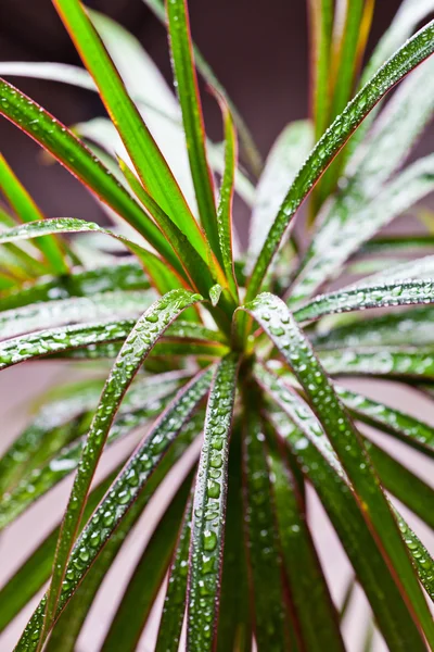 Dracena 竹蕉与水滴 — 图库照片