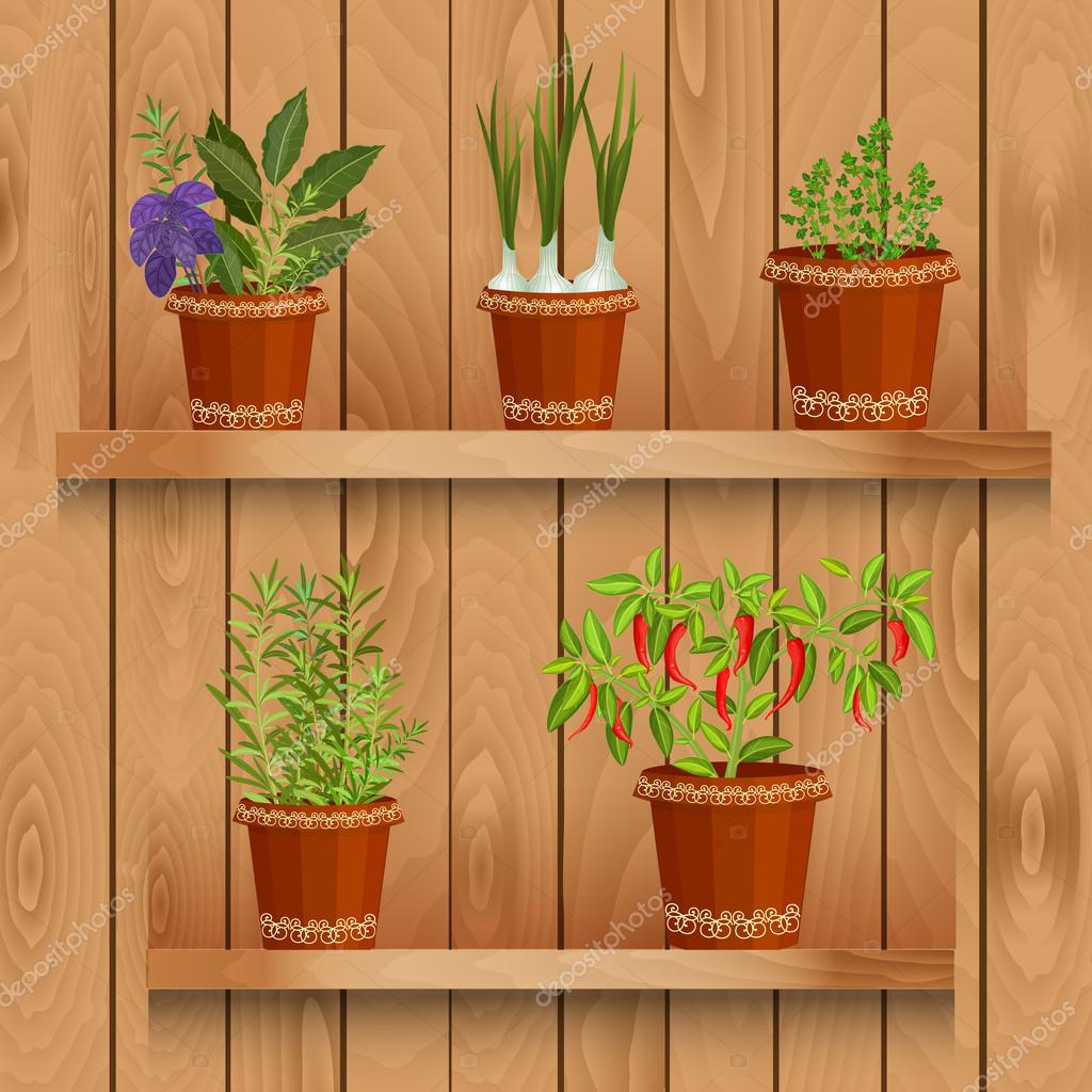 Hierbas en macetas — Archivo Imágenes Vectoriales © Oksana #54164069