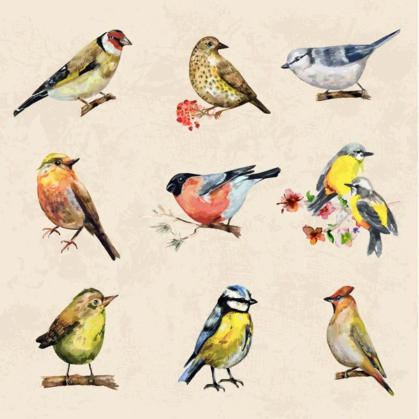 Vintage a collection of birds — Stock Illustration Vintage a collection of birds Stock Illustration