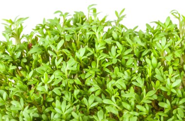 Yeşil tere salatası 