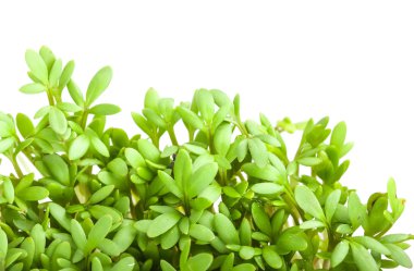 Yeşil tere salatası 