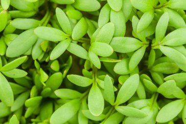 Yeşil tere salatası 