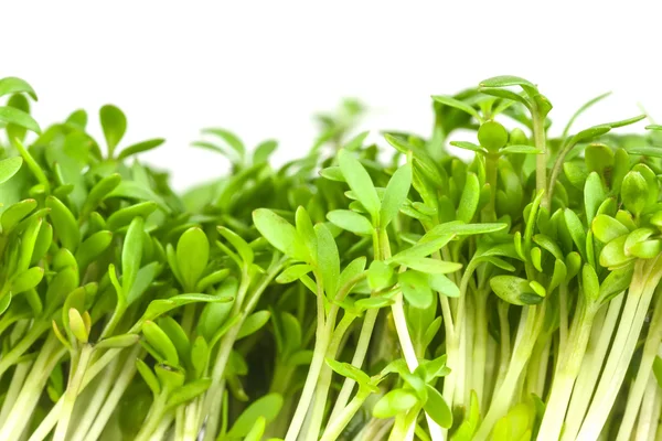 Salat mit grüner Kresse — Stockfoto