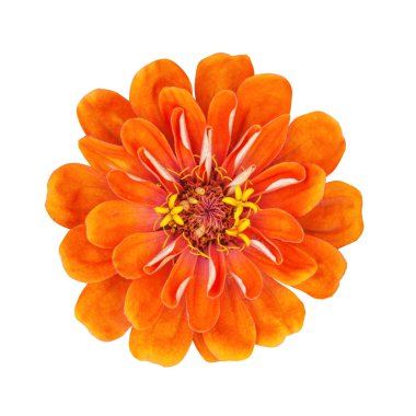 Üzerinde beyaz izole sarı stamens ile portakal çiçeği