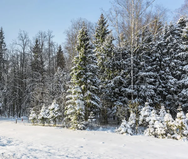 Snötäckta Vintern Skog Solig Dag — Stockfoto