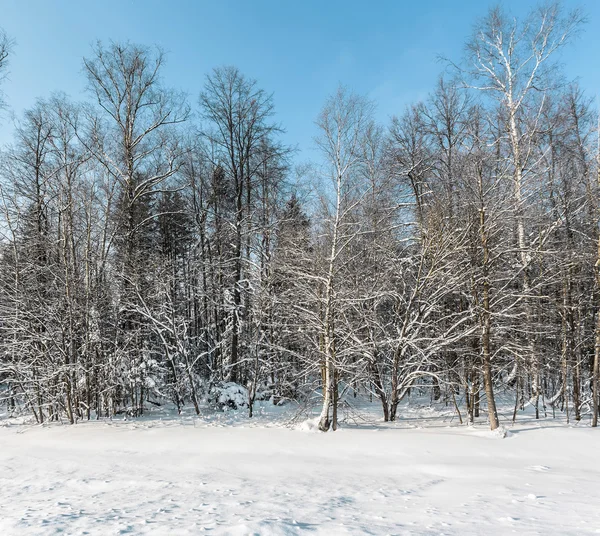 Snötäckta Vintern Skog Solig Dag — Stockfoto