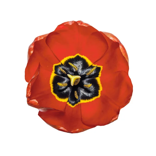Beyaz Arka Plan Üzerinde Izole Güzel Çiçek Kafa Kırmızı Gelincik — Stok fotoğraf