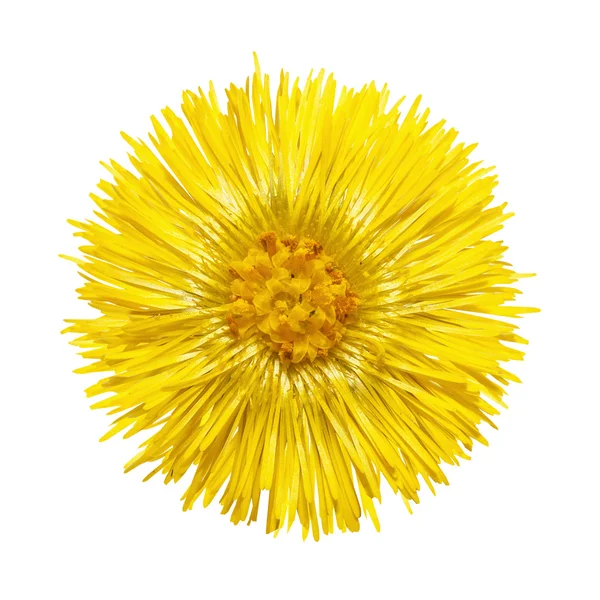 Flor Amarilla Con Estambres Amarillos Aislados Blanco —  Fotos de Stock