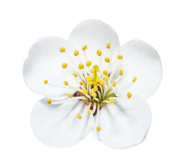 White Cherry Flower Yellow Stamens Isolated White — Stock Photo, Image