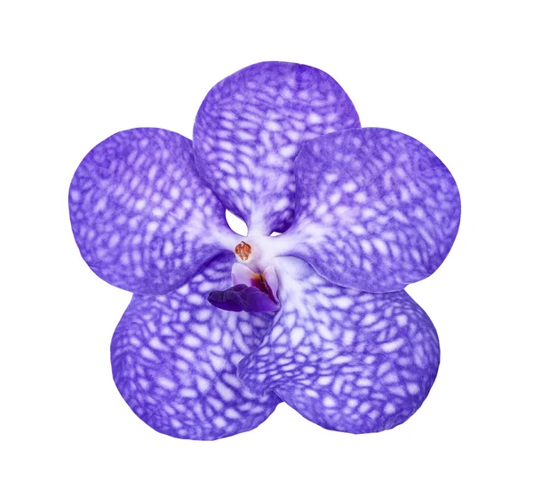Сиреневая Цветочная Орхидея Изолированная Белом — стоковое фото