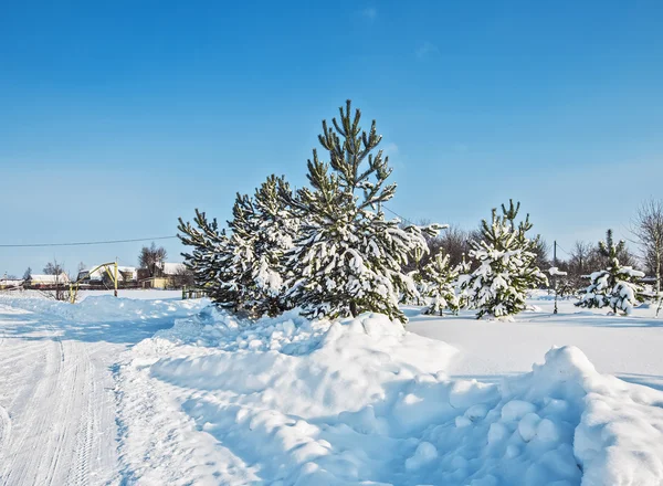 Snötäckt Vinterlandskap Vackra Fluffiga Granar Till Moscow Area — Stockfoto