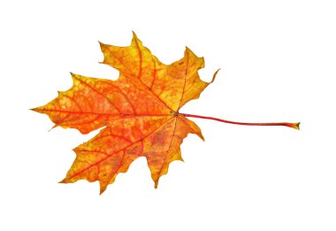 Sonbahar akçaağaç yaprağı izole