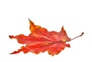 Sonbahar akçaağaç yaprağı izole