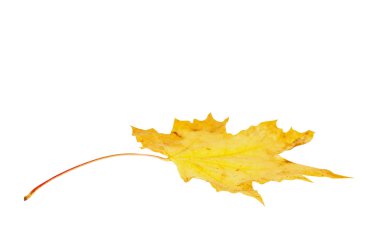 Sonbahar akçaağaç yaprağı izole